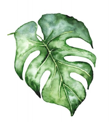 Poster Tropische Blätter Monstera in Aquarell