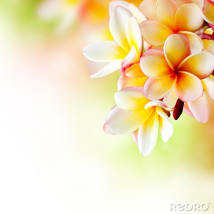 Poster Tropische Blume