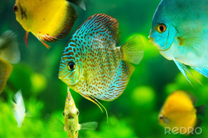 Poster Tropische Fische im Aquarium