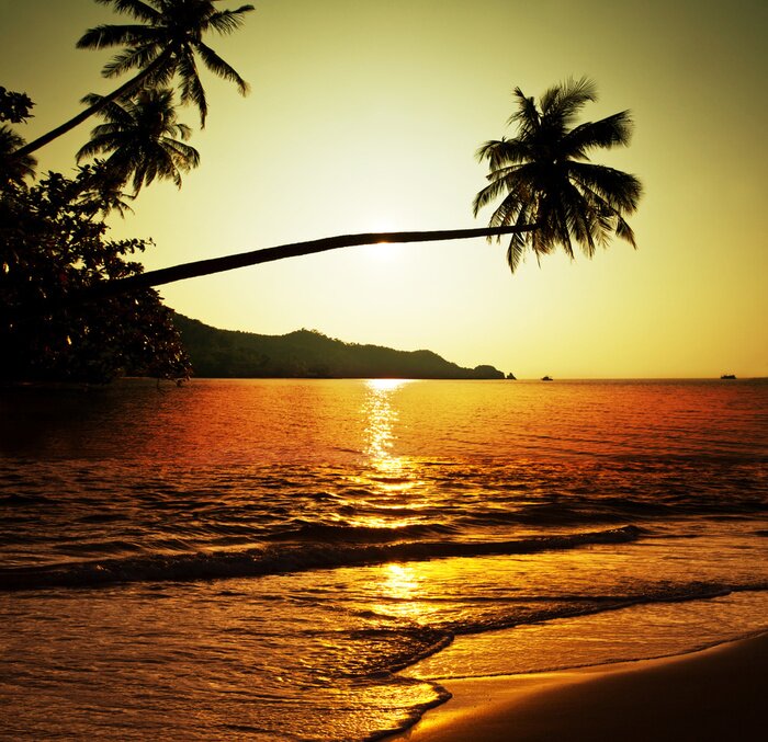 Poster Tropische Natur rund um den Strand