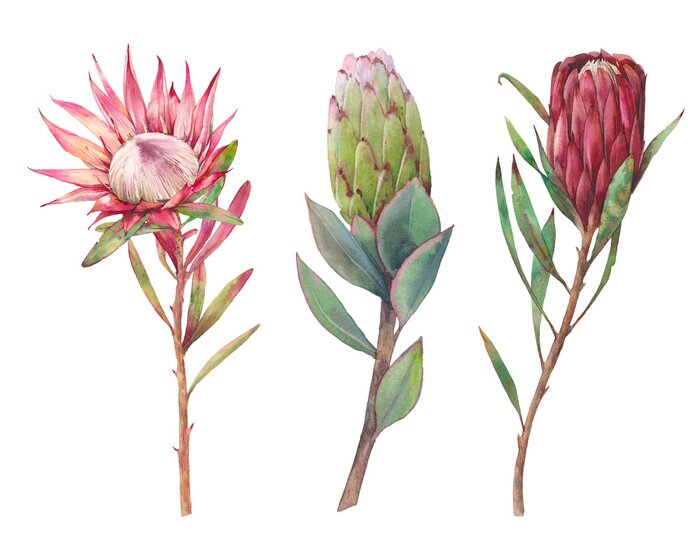 Poster Tropische Pflanze in drei Entwicklungsstadien