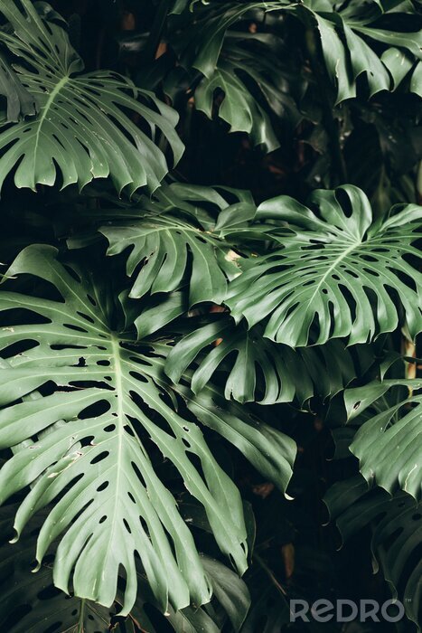 Poster Tropische Pflanzen im Dschungel