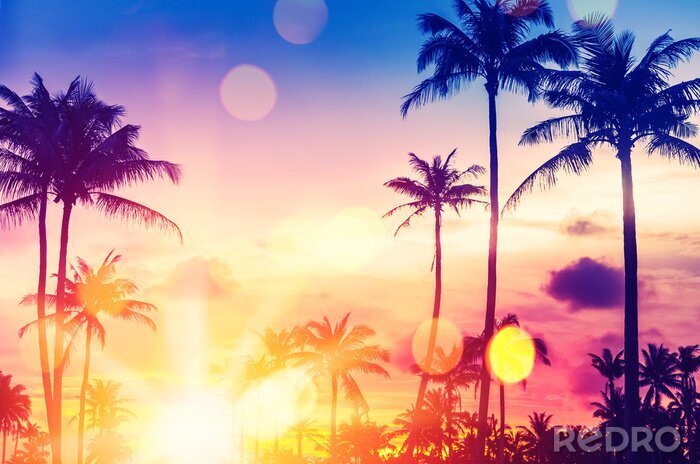 Poster Tropischer Sommer auf einem Foto mit Palmen