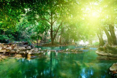 Türkisfarbener Dschungel