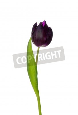 Poster Tulpe in Violett
