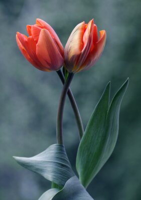 Tulpen auf grünem Hintergrund