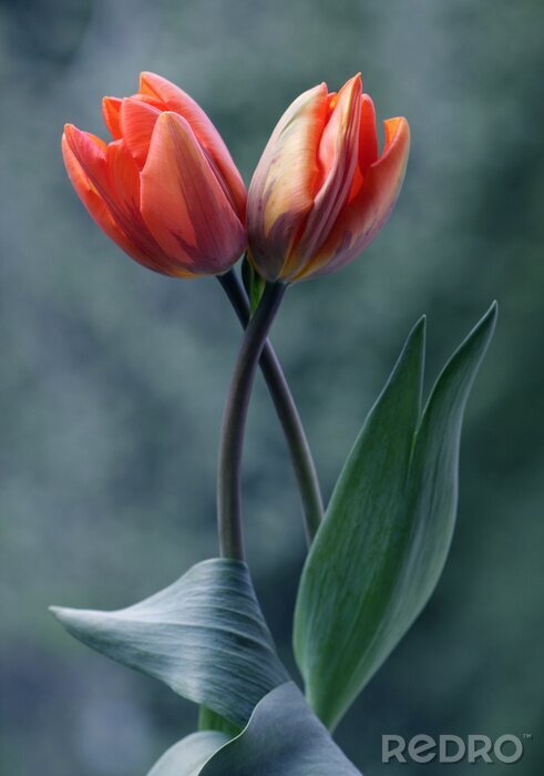 Poster Tulpen auf grünem Hintergrund