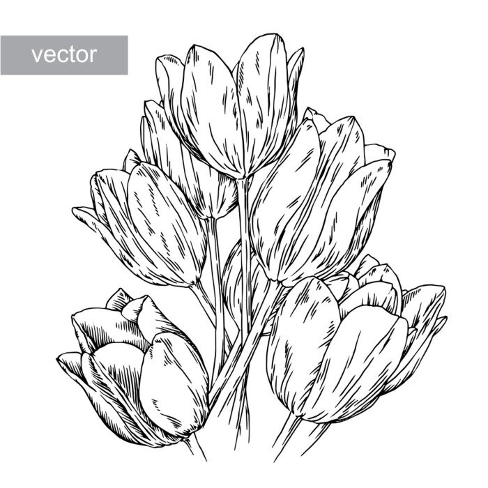 Poster Tulpen Skizze von Blumen und Blütenblätter