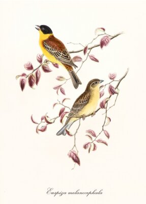 Two yellow tones birds on two isolated pinkyish leafed branches. Detailed hand colored old illustration of Black-Headed Bunting (Emberiza melanocephala). By John Gould publ. In London 1862 - 1873