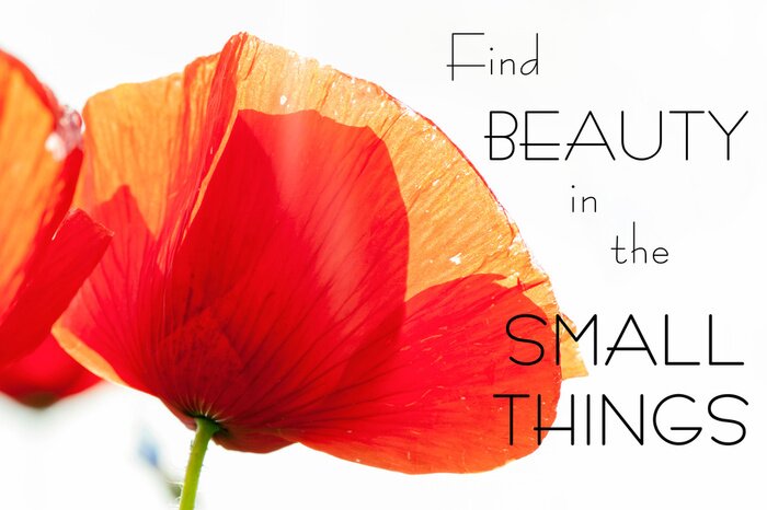 Poster Typografisches Zitat über die Schönheit der kleinen Dinge