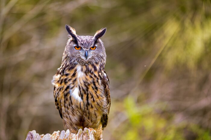 Poster Uhu auf einem Hintergrund von Bäumen