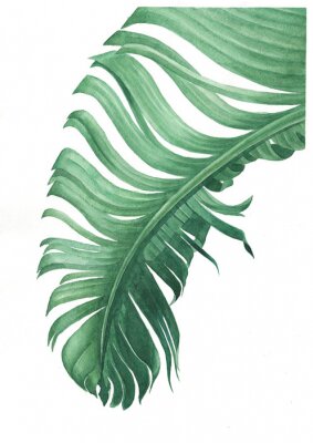 Poster Umgeschlagenes Palmenblatt