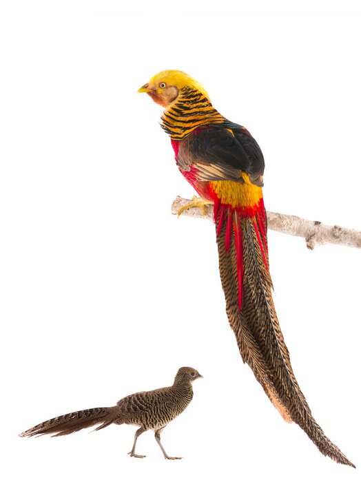 Poster Unique bunte Fasane