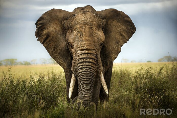 Poster Unique Darstellung eines Elefanten