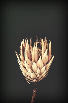 Poster Unique getrocknete Blume