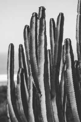 Poster Uniquer Kaktus in Schwarz und Weiß