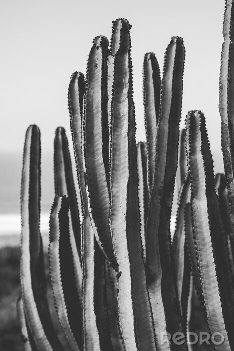 Poster Uniquer Kaktus in Schwarz und Weiß