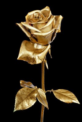 Poster Uniques Bild einer goldenen Rose