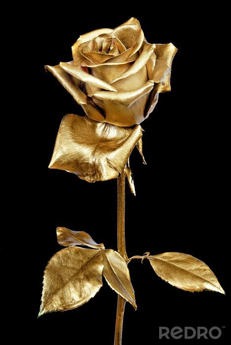 Poster Uniques Bild einer goldenen Rose