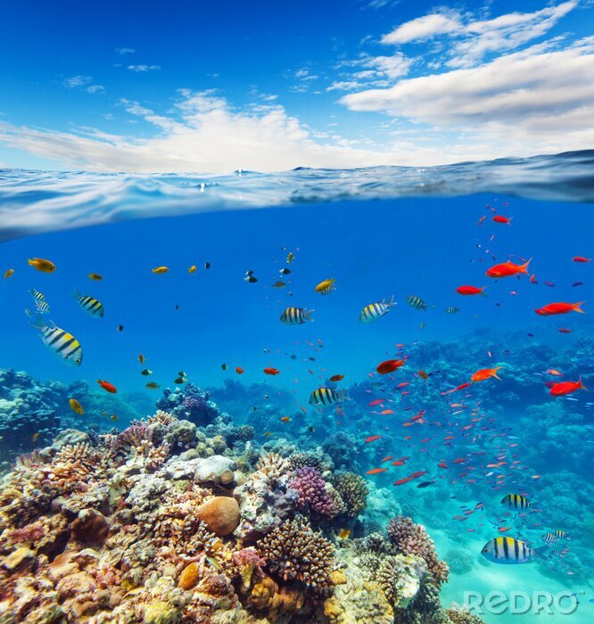 Poster Unterwasser-Korallenriff mit Horizont und Wasserwellen