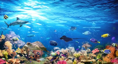 Unterwassertiere unter Korallenriffen
