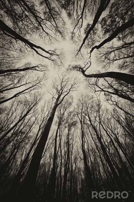 Poster upward view in a dark spooky forest sepia