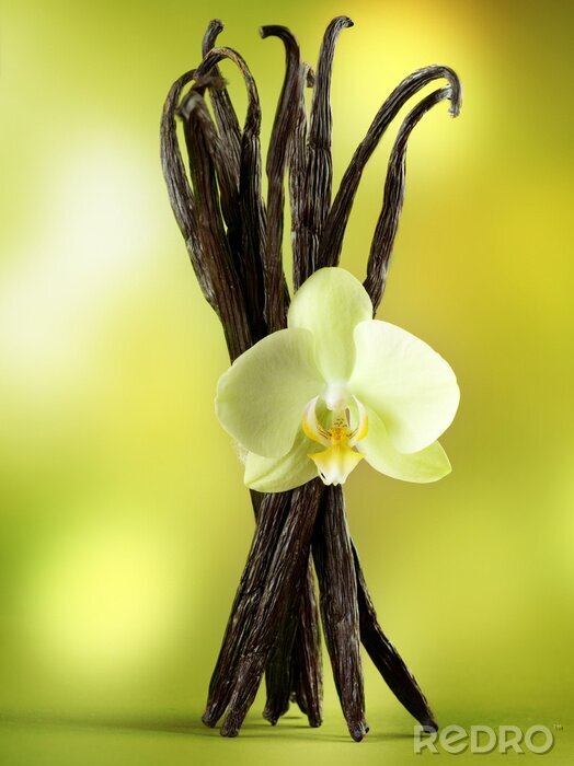 Poster Vanillestangen mit Blüte