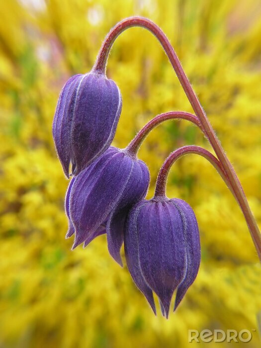 Poster Veilchen-Klematis