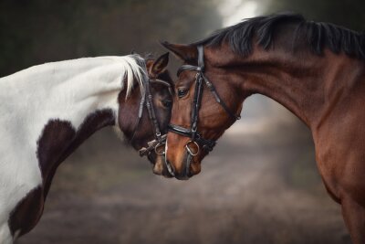 Verliebte Pferde vor dem Hintergrund des Waldes