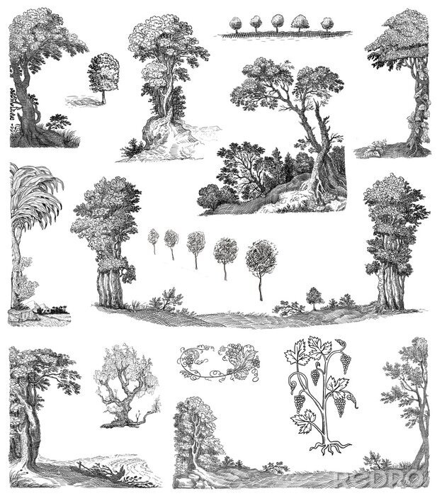 Poster Verschiedene Baum- und Pflanzenarten Illustration