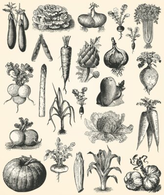 Poster Verschiedene Gemüsesorten mit Bleistift skizziert