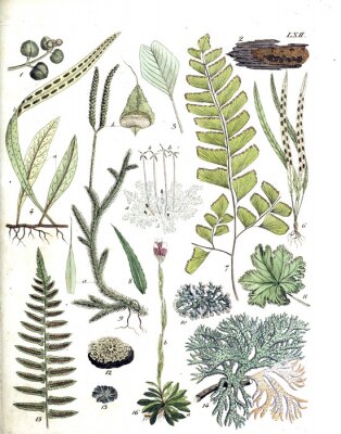 Poster Verschiedene Pflanzenarten in Grüntönen