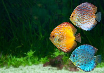 Poster Verschiedenfarbige Fische