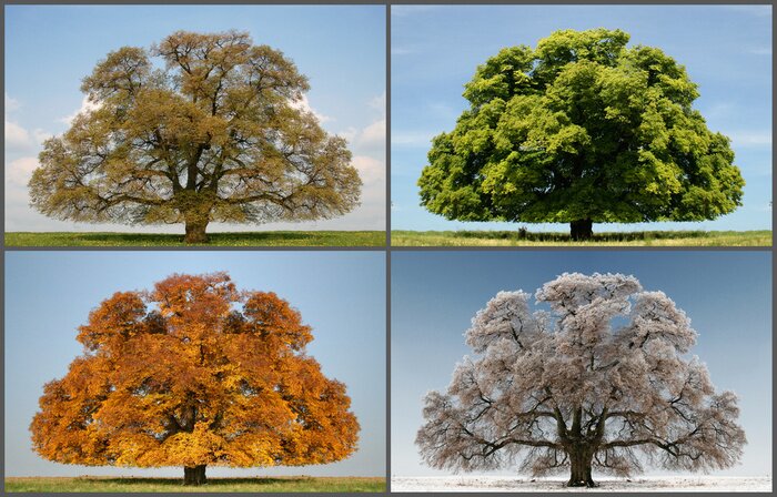 Poster Vier Jahreszeiten Baum