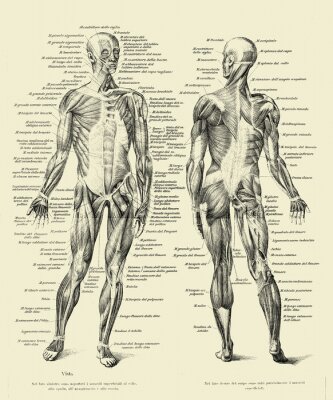 Poster Vintage-Anatomiebrett