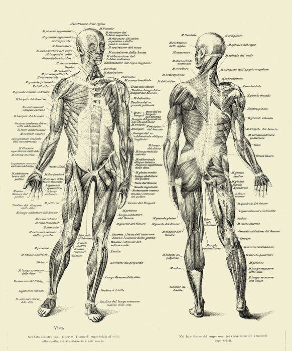 Poster Vintage-Anatomiebrett
