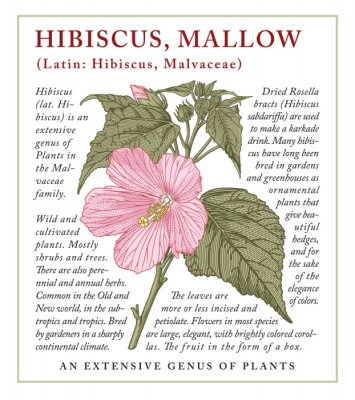 Poster Vintage Hibiskuspflanze