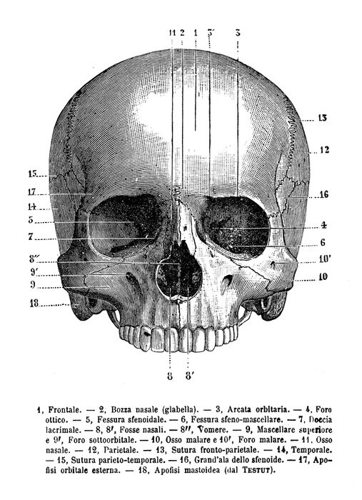 Poster Vintage illustration of anatomy, human skull frontal view,  anatomical descriptions in Italian