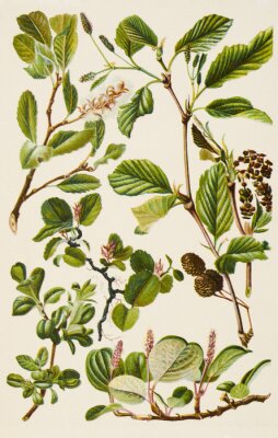 Poster Vintage-Pflanzen verschiedener Arten Illustration