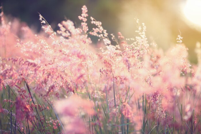 Poster Vintage photo of flowers grass blurred on sunset, spring or summer concept