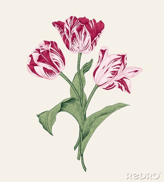 Poster Vintage Tulpen mit schattierten Blütenblättern