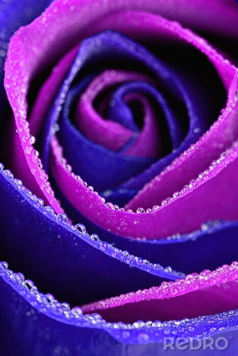 Poster Violett-blaue Rose