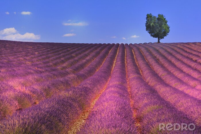 Poster Violett-rosa Lavendel