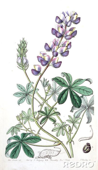 Poster Violette Blütenblätter auf einem Zweig