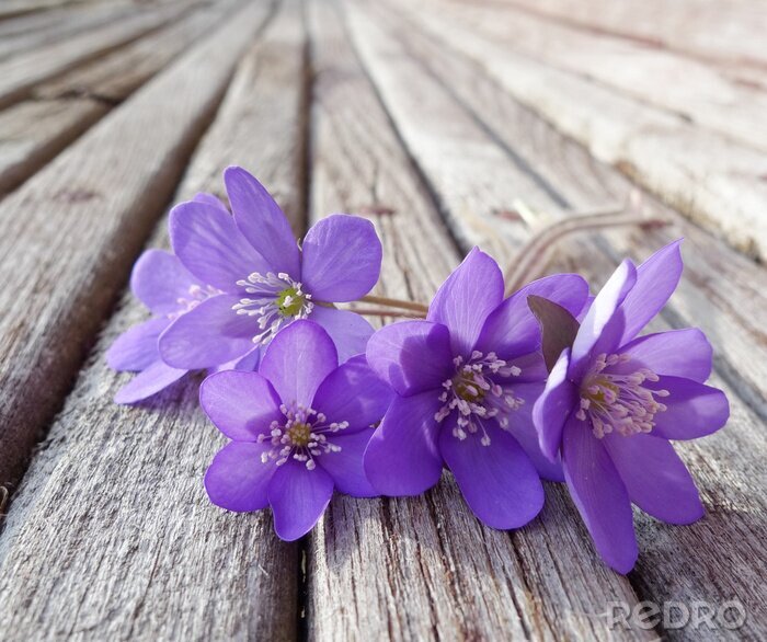 Poster Violette Blumen auf der Plattform