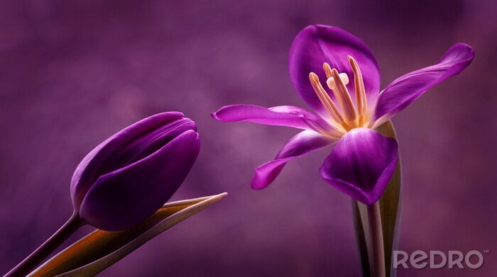 Poster Violette Blumen und violette Kulisse