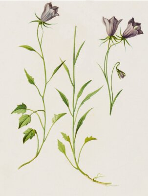 Poster Violette Glockenblumen mit schlanken Stielen