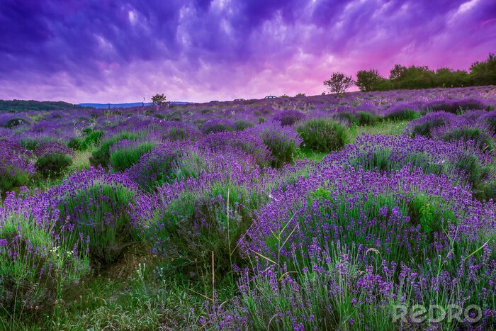 Poster Violette Landschaft mit einem Feld