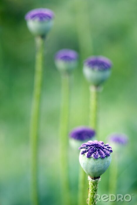 Poster Violette Mohnblumen in Makroaufnahme