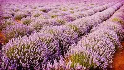 Poster Violette Streifen blühenden Lavendels